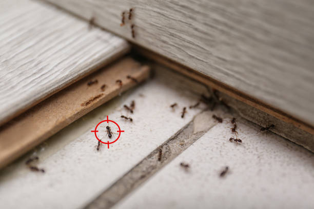 Best Best Pest Control Companies  in Central Garage, VA
